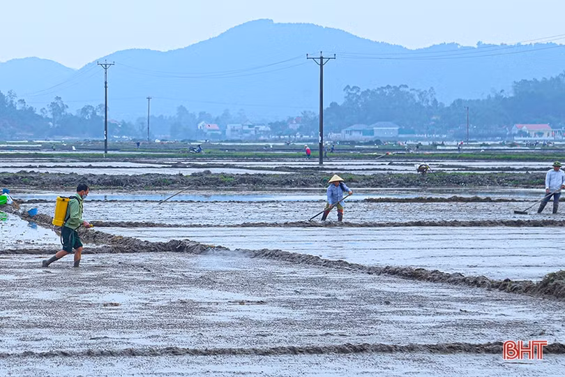 Nông dân Hà Tĩnh đẩy nhanh tiến độ gieo cấy lúa xuân trước khi không khí lạnh tràn về