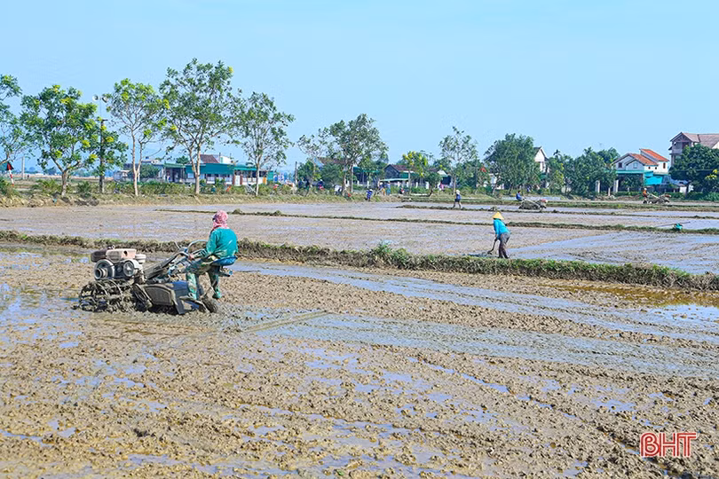 Nông dân Hà Tĩnh đẩy nhanh tiến độ gieo cấy lúa xuân trước khi không khí lạnh tràn về