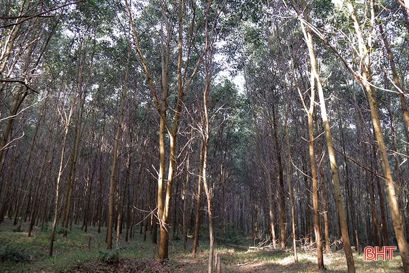 Hà Tĩnh nhân rộng những cánh rừng theo tiêu chuẩn quốc tế FSC 