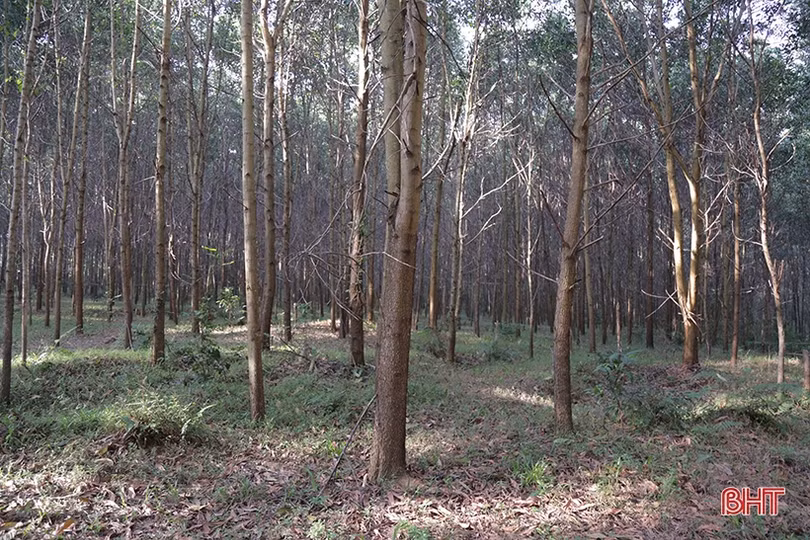 Hà Tĩnh nhân rộng những cánh rừng theo tiêu chuẩn quốc tế FSC 