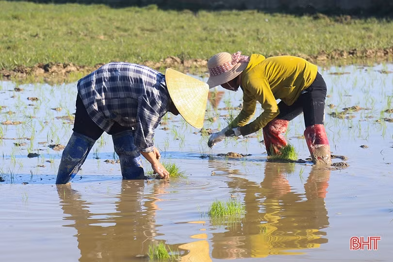 Nông dân Hà Tĩnh đẩy nhanh tiến độ gieo cấy lúa xuân trước khi không khí lạnh tràn về