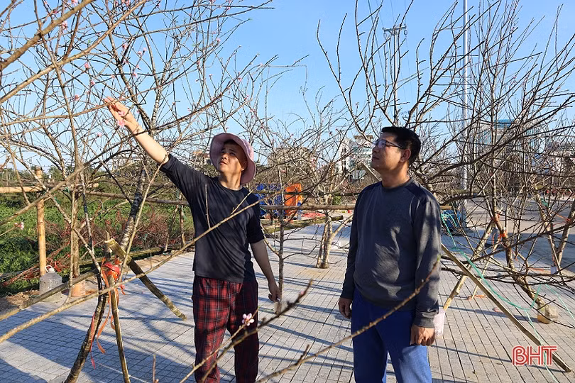 Hà Tĩnh: Thời tiết “đỏng đảnh”, người kinh doanh cây cảnh bên mừng, bên lo