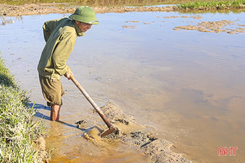 Nông dân Hà Tĩnh đẩy nhanh tiến độ gieo cấy lúa xuân trước khi không khí lạnh tràn về