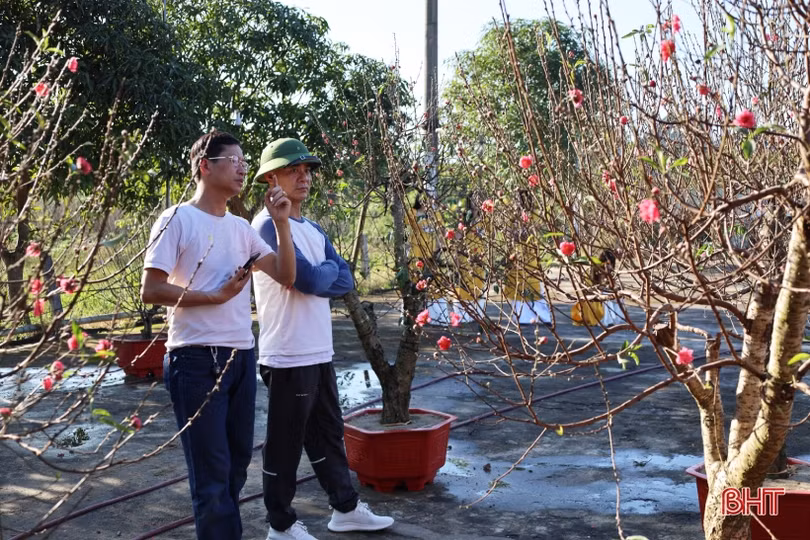 Hà Tĩnh: Thời tiết “đỏng đảnh”, người kinh doanh cây cảnh bên mừng, bên lo
