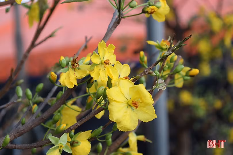 Hà Tĩnh: Thời tiết “đỏng đảnh”, người kinh doanh cây cảnh bên mừng, bên lo