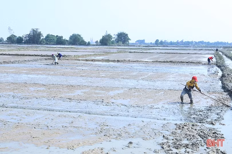 Nông dân Hà Tĩnh bắt đầu vào vụ gieo cấy lúa xuân