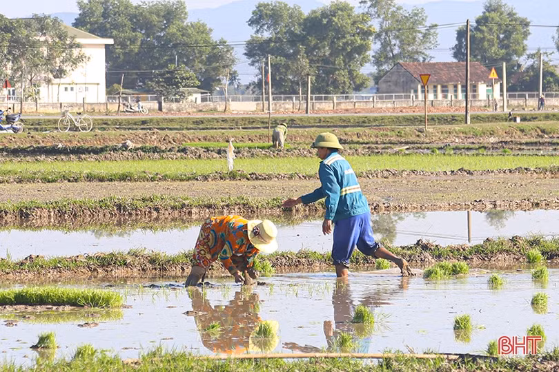 Nông dân Hà Tĩnh đẩy nhanh tiến độ gieo cấy lúa xuân trước khi không khí lạnh tràn về