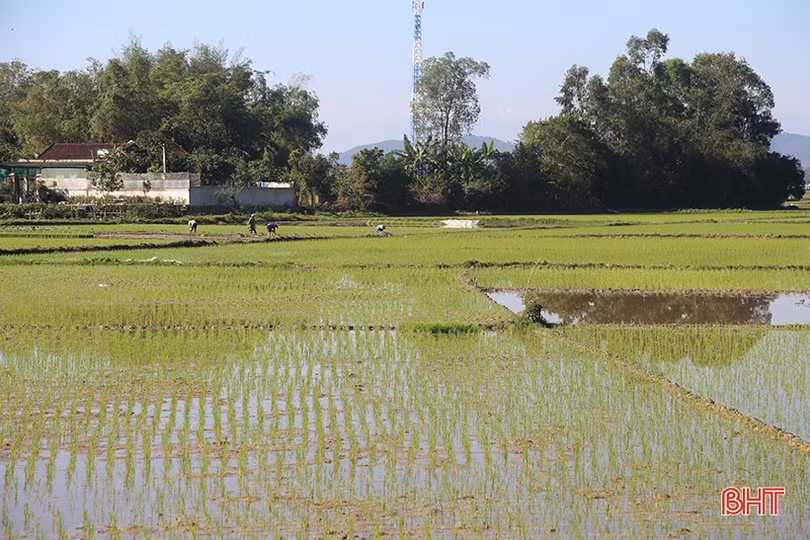Nông dân Hà Tĩnh đẩy nhanh tiến độ gieo cấy lúa xuân trước khi không khí lạnh tràn về