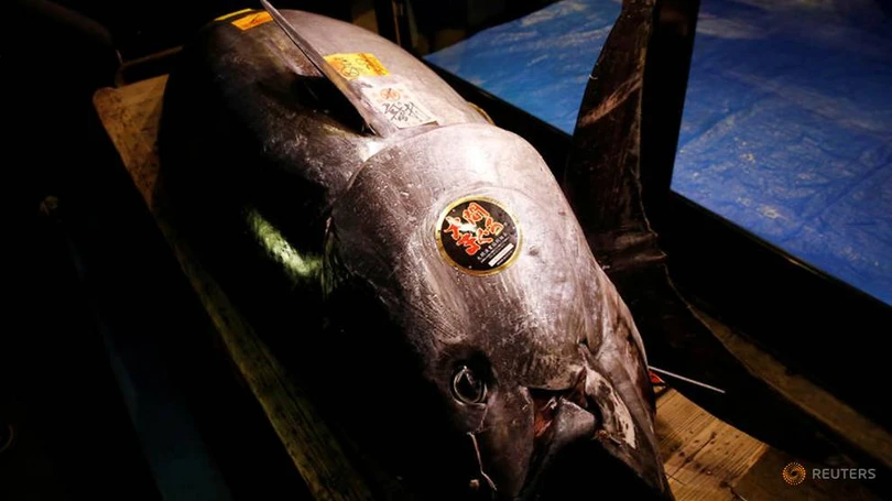 Cận cảnh con cá ngừ có giá kỷ lục hơn 250 triệu đồng/kg