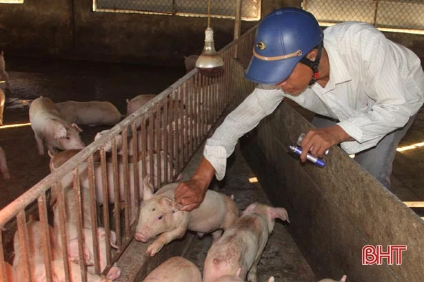 Chủ tịch UBND tỉnh chỉ đạo tiếp tục triển khai đồng bộ các giải pháp phòng chống dịch bệnh gia súc, gia cầm