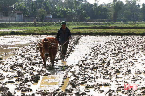 80% diện tích sản xuất lúa xuân Hà Tĩnh hoàn thành khâu làm đất