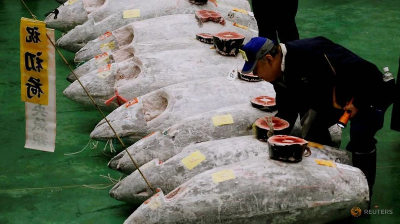 Cận cảnh con cá ngừ có giá kỷ lục hơn 250 triệu đồng/kg