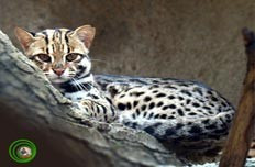 Mèo rừng Felis bengalensis. Mèo rừng Felis bengalensis.