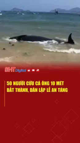 50 người giải cứu cá Ông bất thành, dân lập lễ an táng