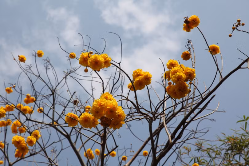 Ấn tượng với xứ sở trời xanh, mây trắng, hoa vàng