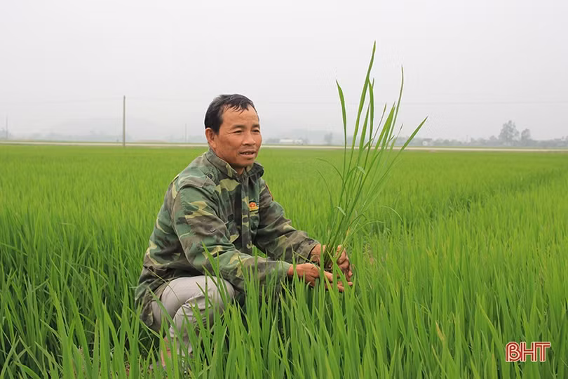 Nông dân Hà Tĩnh gửi ước mong theo mùa lúa trổ đòng