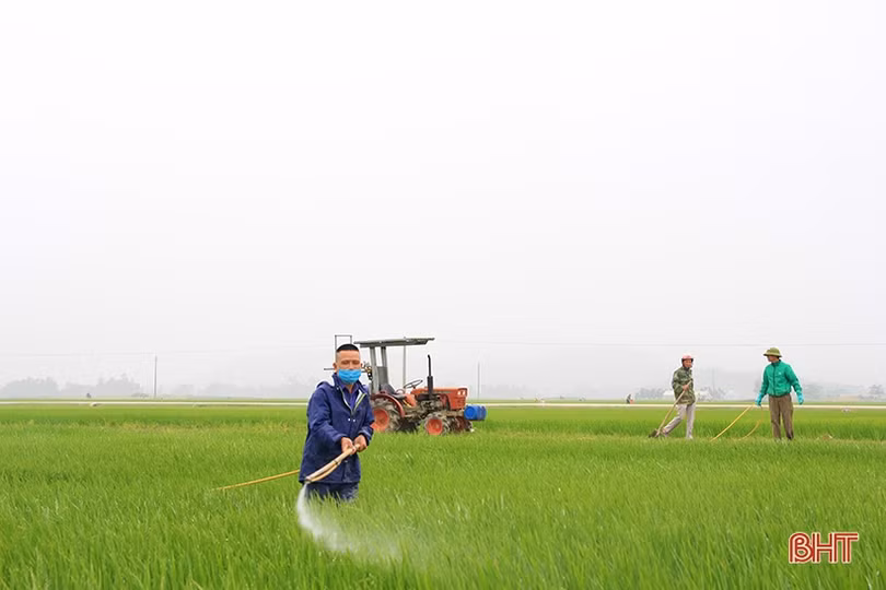 Nông dân Hà Tĩnh gửi ước mong theo mùa lúa trổ đòng