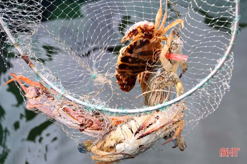 Mực nhảy Vũng Áng hút khách từ đầu hè