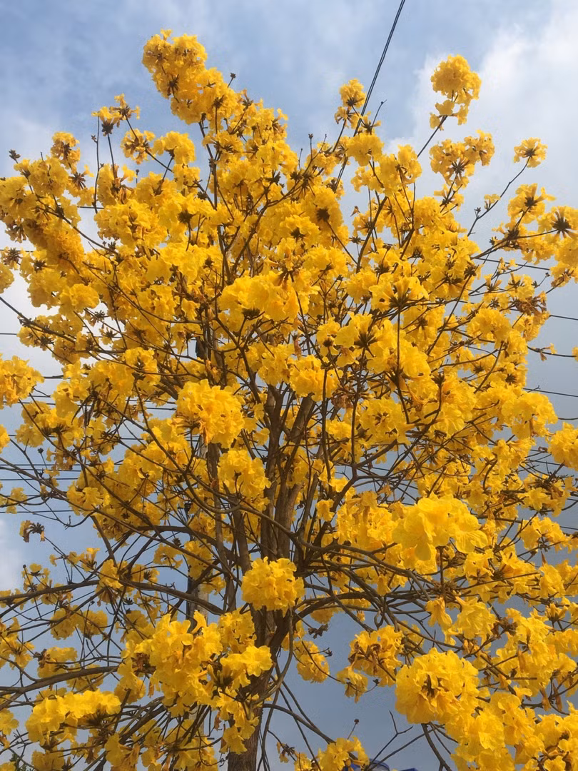 Ấn tượng với xứ sở trời xanh, mây trắng, hoa vàng