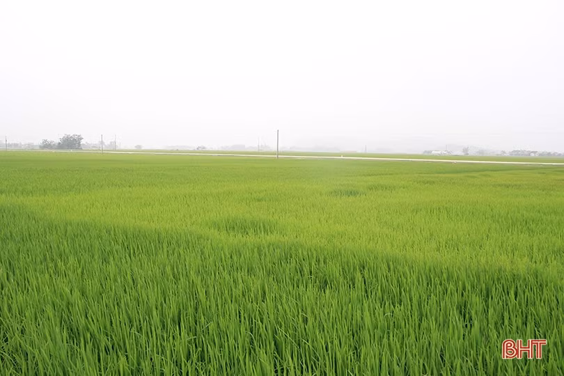 Nông dân Hà Tĩnh gửi ước mong theo mùa lúa trổ đòng