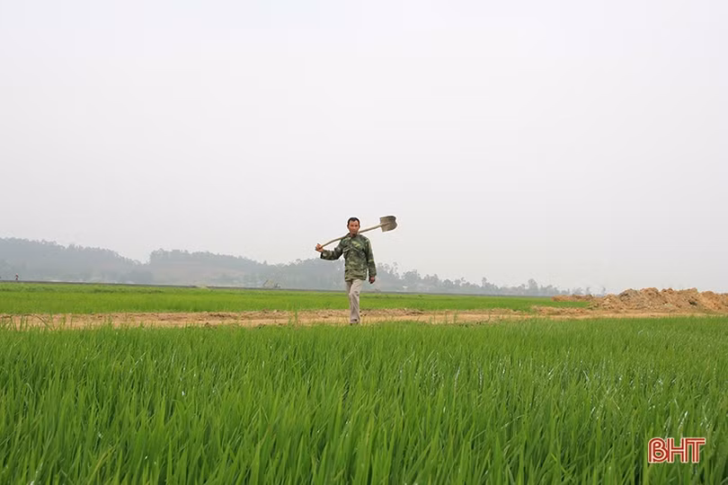 Nông dân Hà Tĩnh gửi ước mong theo mùa lúa trổ đòng