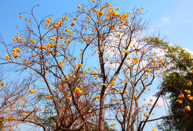 Ấn tượng với xứ sở trời xanh, mây trắng, hoa vàng