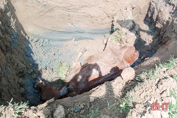 Diễn biến nhanh, Đức Thọ có 14/16 xã “dính” dịch viêm da nổi cục trên trâu bò