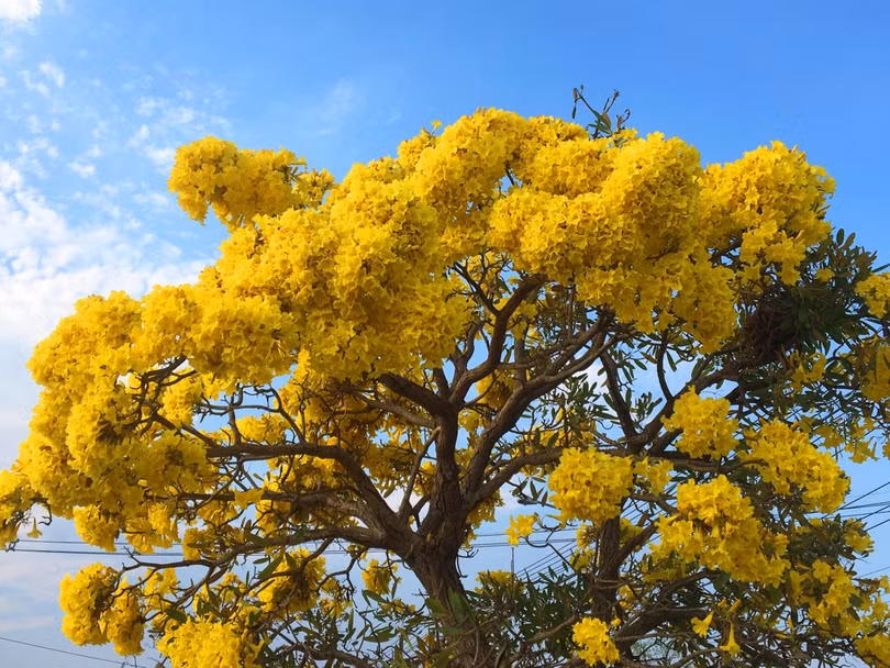 Ấn tượng với xứ sở trời xanh, mây trắng, hoa vàng