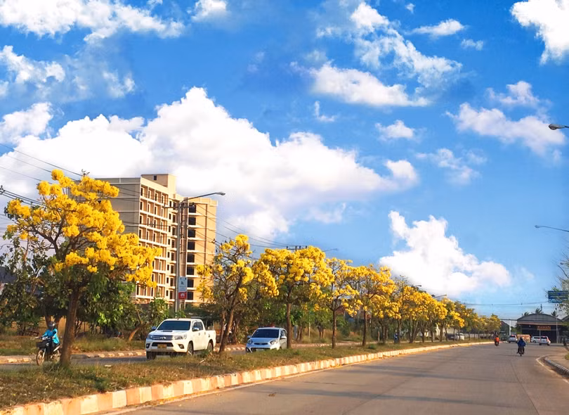 Ấn tượng với xứ sở trời xanh, mây trắng, hoa vàng