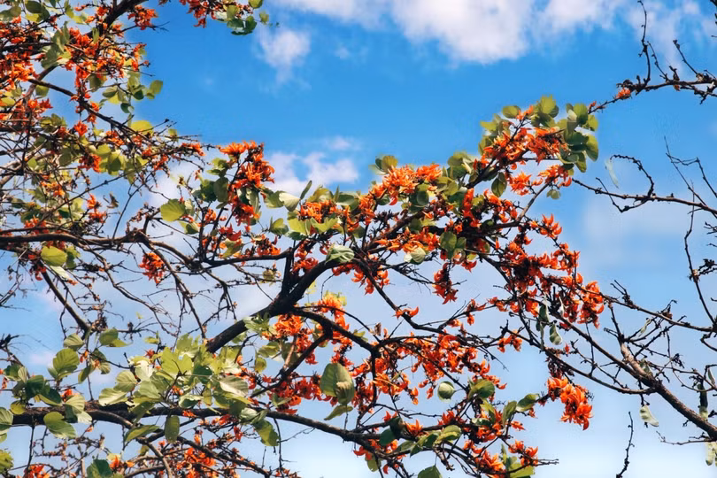 Ấn tượng với xứ sở trời xanh, mây trắng, hoa vàng