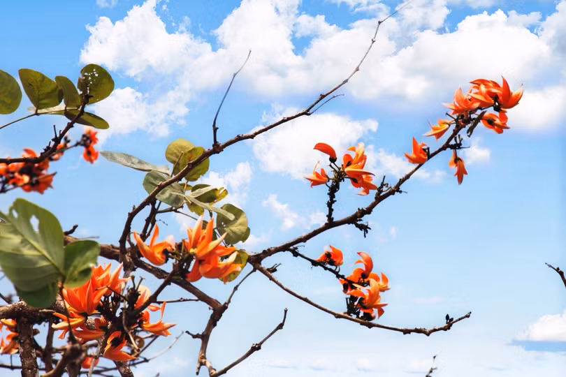 Ấn tượng với xứ sở trời xanh, mây trắng, hoa vàng