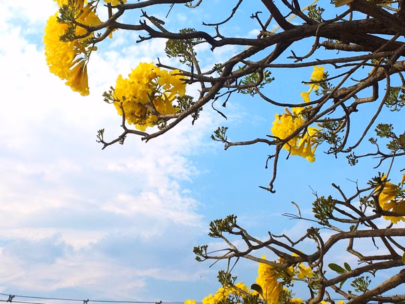 Ấn tượng với xứ sở trời xanh, mây trắng, hoa vàng