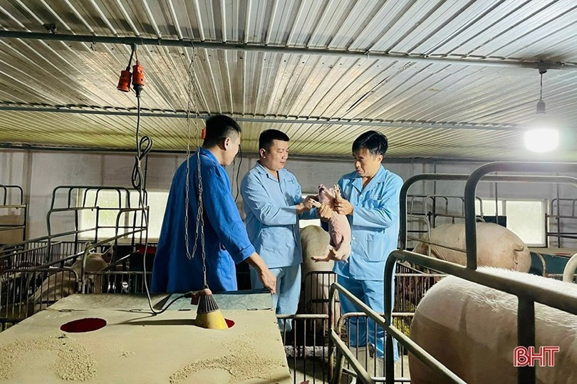 ក្រុមហ៊ុន Mitraco Ha Tinh Livestock Joint Stock Company ប្រឈមមុខនឹងការលំបាក នៅពេលដែលជំងឺរាតត្បាតនៅក្នុងបសុសត្វកាន់តែស្មុគស្មាញ។ បណ្ណសាររូបថត។ 151d5231039t57318l0.jpg