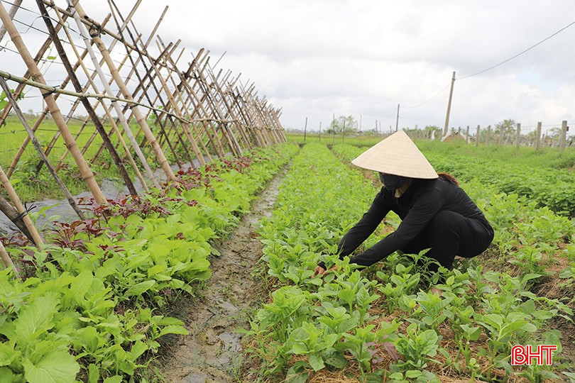 Agricultores da comuna de Thach Lac cuidam de vegetais de inverno. bqbht_br_1.jpg