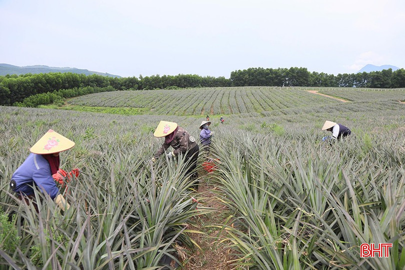 Vốn vay GQVL tạo thêm nguồn lực đầu tư các mô hình kinh tế tiềm năng ở Hà Tĩnh. bqbht_br_0934.jpg