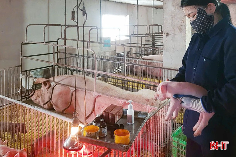 Công ty CP Phát triển Nông lâm Hà Tĩnh đang gặp khó trong tiêu thụ lợn giống. bqbht_br_z6911979375251-be42b92e8984835077fd6d78ac398216.jpg