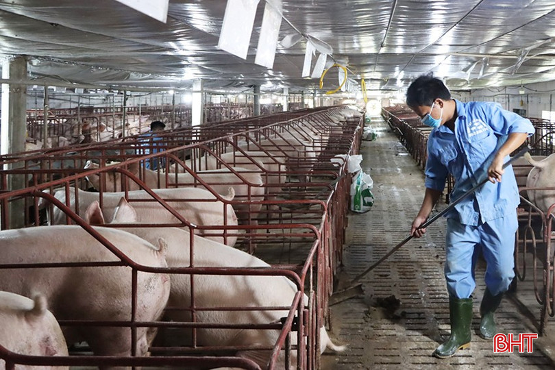 Khó tiêu thụ lợn giống nên các trang trại phải tăng quy mô lợn thịt, phát sinh nhiều chi phí. bqbht_br_094.jpg