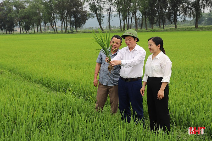 HTX Dịch vụ nông nghiệp Quỳnh Lương (TX Hồng Lĩnh) đã có đóng góp quan trọng trong tái cơ cấu ngành nông nghiệp. bqbht_br_88.jpg