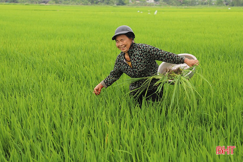 Bà Nguyễn Thị Hường (tổ dân phố Tuần Cầu, phường Trung Lương) phấn khởi vì được HTX cung ứng vật tư nông nghiệp theo hướng chậm trả. bqbht_br_89.jpg