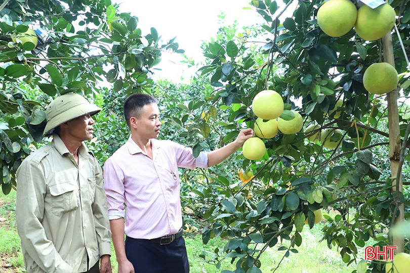 ដោយមានការគាំទ្រពីធនាគារ ក្រុមគ្រួសាររបស់លោក Le Van Ty បានរៀបចំផែនការឡើងវិញនូវចម្ការក្រូចថ្លុង Phuc Trach របស់ពួកគេក្នុងទ្រង់ទ្រាយធំជាងមុន។ bqbht_br_img-4932.jpg