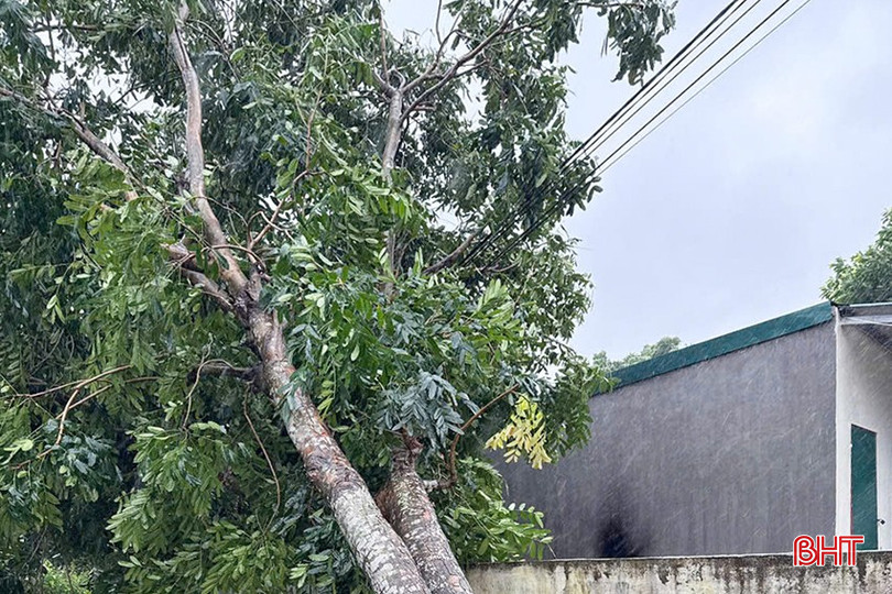 Mưa to, gió lớn khiến cho cây ngoài hành lang đổ vào đường dây điện gây sự cố. bqbht_br_z5975601260668-c3a0978a6bb21c04ebf048ca2fc9cc0a.jpg