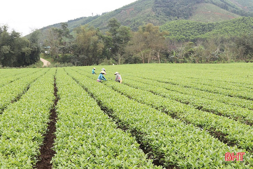 7 tháng năm 2025, Công ty CP Chè Hà Tĩnh xuất khẩu 1.300 tấn chè (trà) nguyên chất, giá trị đạt 2,99 triệu USD. bqbht_br_z6818658010187-1124fa4ea1b85367f37f4d436c8620ae.jpg