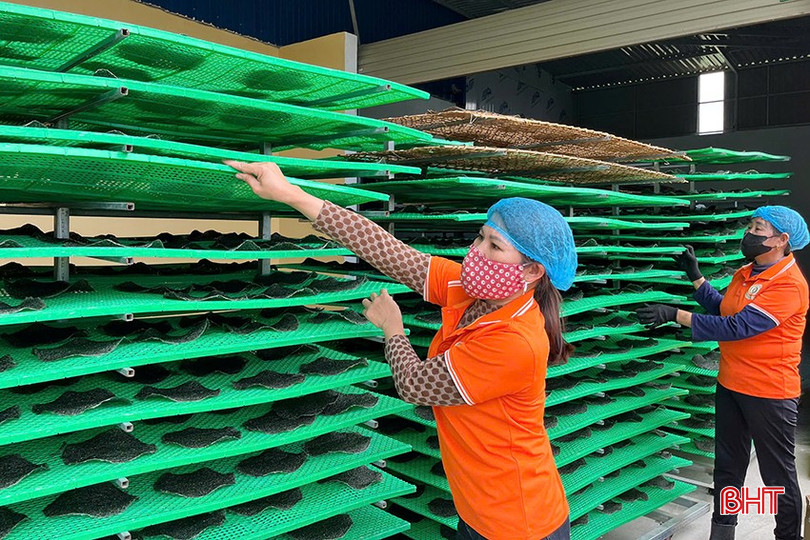 Cuối năm 2024, HTX Nguyên Lâm vay 2,8 tỷ đồng đầu tư dây chuyền sản xuất bánh đa vừng. bqbht_br_z6368493597387-d5a11d193e6158f9a552838aa086fa10.jpg