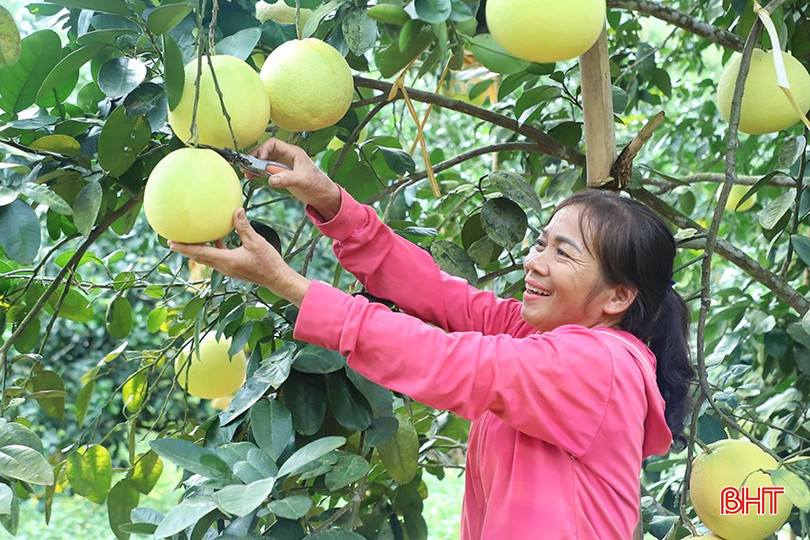 Hộ có mức sống trung bình ở Hà Tĩnh chủ yếu đầu tư các mô hình nông - lâm - ngư - diêm nghiệp. bqbht_br_51.jpg