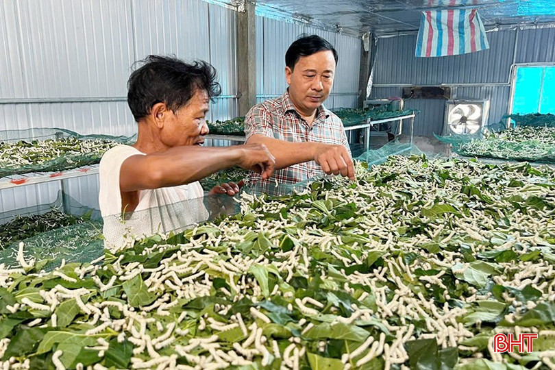 Được vay vốn ngân hàng CSXH, người dân xã Kỳ Tây (huyện Kỳ Anh) đầu tư mô hình kinh tế cho thu nhập khá. bqbht_br_50.jpg