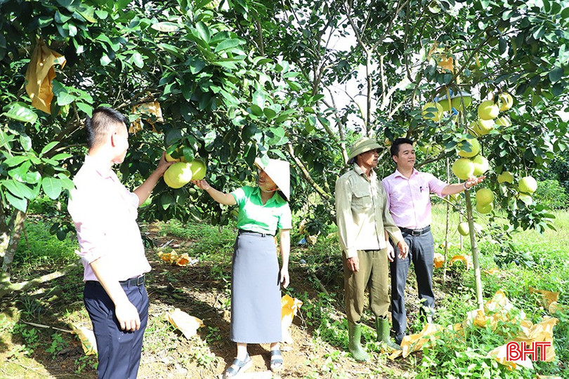 Trang trại bưởi của gia đình ông Lê Văn Tỵ được Ngân hàng CSXH Hương Khê "tiếp sức". img-4983-385.jpg