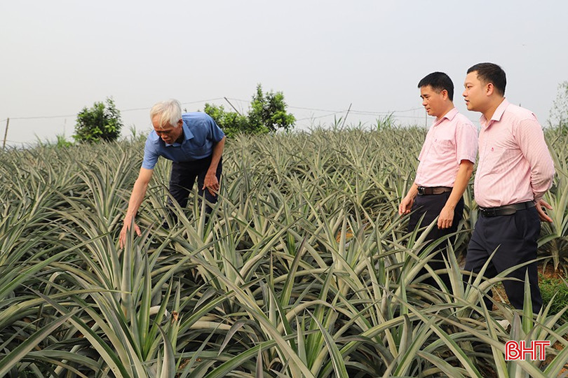 Ông Phan Thanh Tùng – Phó Giám đốc Ngân hàng CSXH huyện Vũ Quang (ở giữa) kiểm tra mô hình vay vốn đầu tư trồng dứa liên kết tại xã Đức Bồng. bqbht_br_0567.jpg