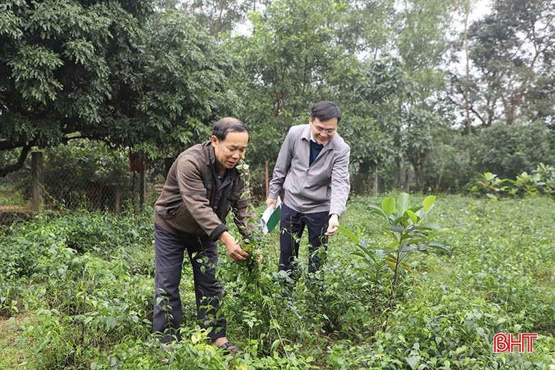 Lãnh đạo Ngân hàng CSXH Thị xã Kỳ Anh kiểm tra mô hình trồng dược liệu của gia đình ông Đặng Văn Bốn (thôn Hoa Tiến). bqbht_br_z6164518546633-45c3d302b280a62880a7c5bab2a81dd4.jpg
