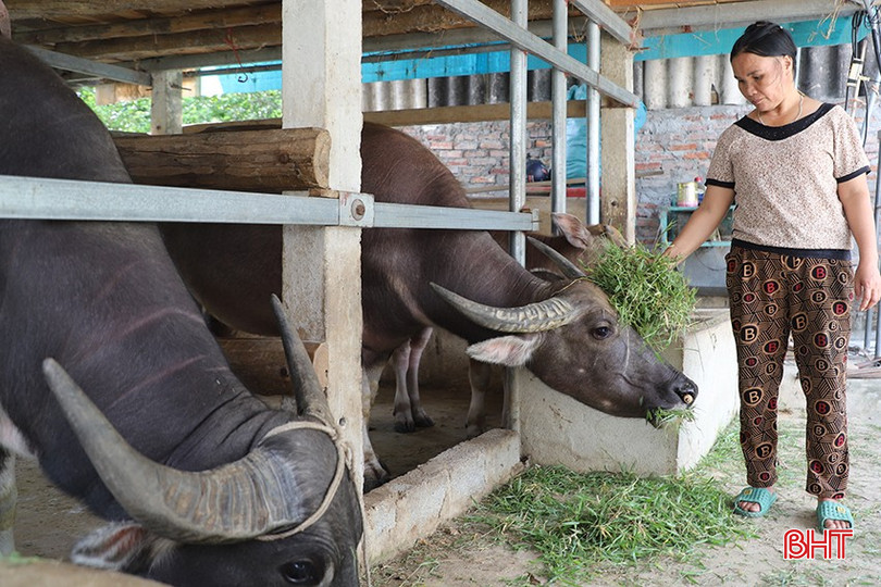 Có vốn chính sách, người dân huyện Vũ Quang tập trung phát triển các mô hình kinh tế phù hợp với tiềm năng, lợi thế địa phương. bqbht_br_img-2213.jpg