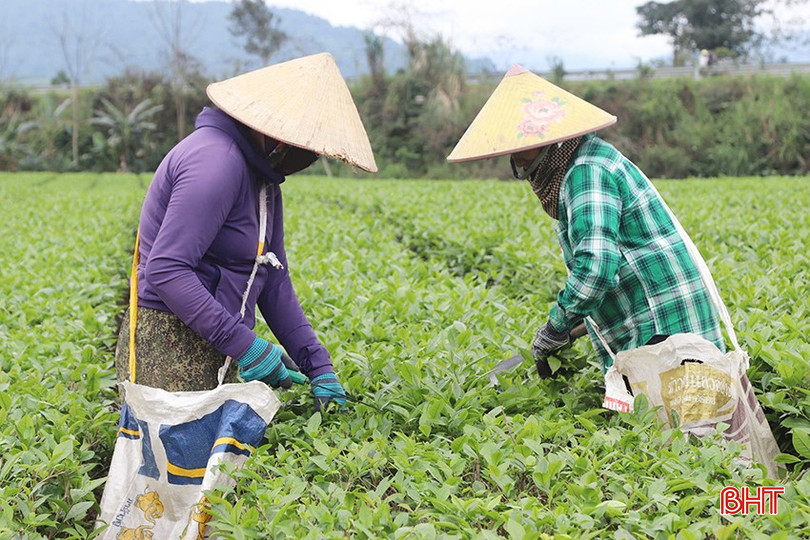 Công ty CP Chè Hà Tĩnh liên kết vùng nguyên liệu sạch phục vụ dây chuyền sản xuất. bqbht_br_046.jpg